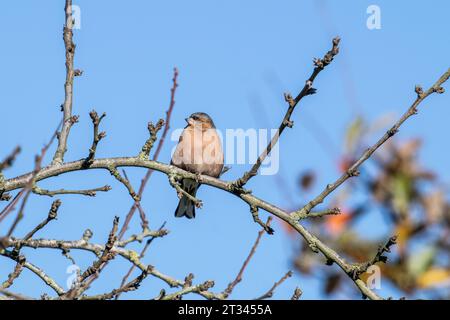 Buchbeins, Fringilla-Coelebs, männliche, die im Herbst auf Pflaumenbaum sitzen Stockfoto