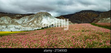 Lebhafte Buchweizen- Und Senfpflanzen In Der Trockenen Landschaft In Lo Manthang, Nepal Stockfoto