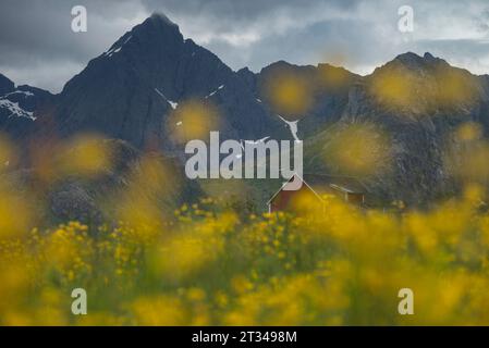 Scheune auf der Wiese mit gelben Wildblumen, Flakstadoya, Lofoten Inseln, Norwegen Stockfoto