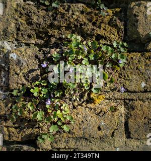 Kenilworth Evy (Coliseum Evy, Oxford Evy) wächst im Oktober auf einer alten Steinmauer Stockfoto