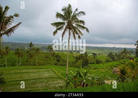 Die „Jatiluwih“-Reisterrassen auf der indonesischen Insel Bali Stockfoto