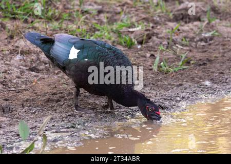 Wunderschöner Vogel der Moschusente, der Wasser aus der Pfütze im Pantanal trinkt Stockfoto