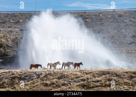 Wilde Pferde, die am Rand eines Damms in Tucumán, Argentinien, weiden Stockfoto