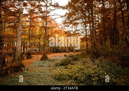 Farbenfrohe Herbstszene mit Zypressen in einem See Stockfoto