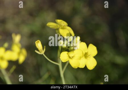 Wilde Senfblume, gelbe Wildblume im Herbst. Istanbul Türkei. Stockfoto
