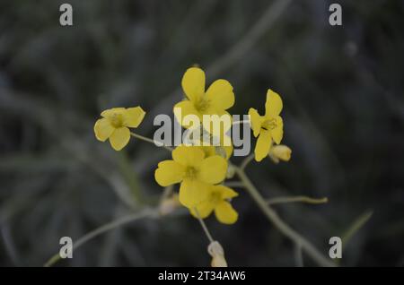 Wilde Senfblume, gelbe Wildblume im Herbst. Istanbul Türkei. Stockfoto