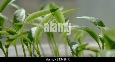 Junge Sprossen von Paprika. Setzlinge auf der Fensterbank. Stockfoto