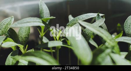 Pfeffer-Setzlinge auf der Fensterbank. Stockfoto