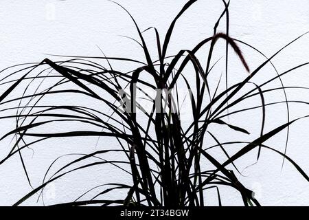 Ein junges Pennisetum advena rubrum Red Fountain Grass wächst an einer weißen Wand in einem Garten in Newquay in Cornwall, Großbritannien. Stockfoto