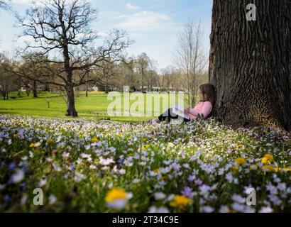 Kleines Mädchen, das im Blumenfeld liest Stockfoto