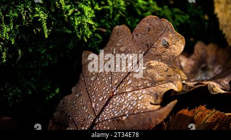 Trockenes herbstliches Eichenblatt bedeckt mit Wassertropfen des Regens auf dem Boden. Stockfoto