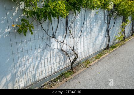 Sttzstruktur fr Efeu. Galvanisiertes Stahlgitter an der Wand montiert.  Quadratisches Netz. Gitter Stockfotografie - Alamy