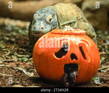 London, Großbritannien. Oktober 2023. Der 1,5 Meter lange Komodo-Drache (Varanus komodoensis) Kahleesi klemmt ihre 60 gezackten, hai ähnlichen Zähne um einen mit Fleisch gefüllten Kürbis. Tiere im Londoner Zoo, einem ZSL-Schutzzoo, genießen diese gruselige Saison und feiern Halloween früh mit Kürbis-Leckereien. Quelle: Imageplotter/Alamy Live News Stockfoto