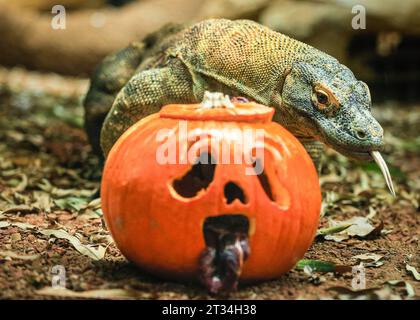 London, Großbritannien. Oktober 2023. Der 1,5 Meter lange Komodo-Drache (Varanus komodoensis) Kahleesi klemmt ihre 60 gezackten, hai ähnlichen Zähne um einen mit Fleisch gefüllten Kürbis. Tiere im Londoner Zoo, einem ZSL-Schutzzoo, genießen diese gruselige Saison und feiern Halloween früh mit Kürbis-Leckereien. Quelle: Imageplotter/Alamy Live News Stockfoto