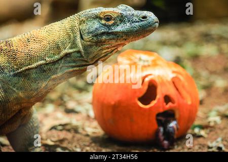London, Großbritannien. Oktober 2023. Der 1,5 Meter lange Komodo-Drache (Varanus komodoensis) Kahleesi klemmt ihre 60 gezackten, hai ähnlichen Zähne um einen mit Fleisch gefüllten Kürbis. Tiere im Londoner Zoo, einem ZSL-Schutzzoo, genießen diese gruselige Saison und feiern Halloween früh mit Kürbis-Leckereien. Quelle: Imageplotter/Alamy Live News Stockfoto