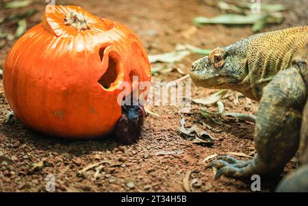 London, Großbritannien. Oktober 2023. Der 1,5 Meter lange Komodo-Drache (Varanus komodoensis) Kahleesi klemmt ihre 60 gezackten, hai ähnlichen Zähne um einen mit Fleisch gefüllten Kürbis. Tiere im Londoner Zoo, einem ZSL-Schutzzoo, genießen diese gruselige Saison und feiern Halloween früh mit Kürbis-Leckereien. Quelle: Imageplotter/Alamy Live News Stockfoto