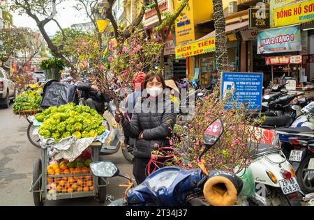 Eine vietnamesische Frau verkauft traditionelle Kirschblütenzweige und Früchte für Tett oder Mondneujahr neben dem Dong Xuan Markt in Hanoi, Vietnam. Stockfoto