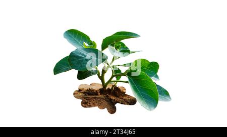 Ashwagandha medizinische Kräuterpflanze mit frischen Blättern, auch bekannt als Withania Somnifera, Ashwagandha, indischer Ginseng, Giftstachelbeere oder Winter Cher Stockfoto