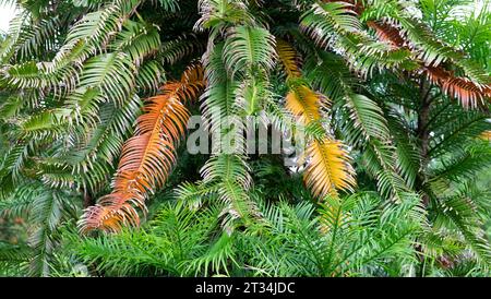 Wollemi-Kiefer in Kew Gardens mit verbrannten Zweigen Nadeln von Hitze im Sommer in London England Großbritannien Großbritannien 2023 KATHY DEWITT betroffen Stockfoto