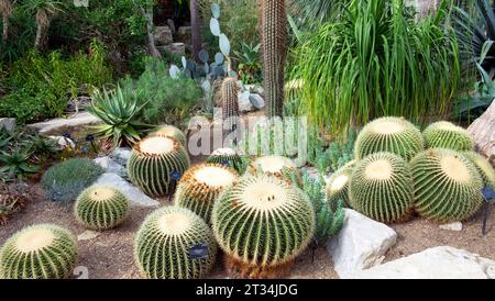 Echinocactus grusonii Cacti oder Golden Barrel Cactus aus Mexiko, die im Princess of Wales Conservatory in Kew Gardens in London, England, Großbritannien, wachsen Stockfoto