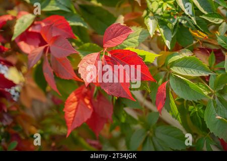 Lebendige Blätter dekorative wilde Trauben. Herbstlicher landschaftlicher Hintergrund Stockfoto