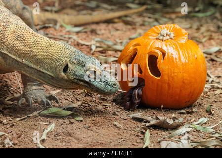 ZSL London Zoo, Regent’s Park, London, Großbritannien. Oktober 2023. Tiere im Londoner Zoo feiern Halloween früh mit Kürbis-Leckereien. Der 1,5 Meter lange Komodo-Drache Kahleesi klemmt ihre 60 gezackten, hai-ähnlichen Zähne um einen mit Fleisch gefüllten Kürbis, um den Halbzeittag „Boo at the Zoo“ zu starten – ein faszinierender Tag voller Wildtiere. Foto: Amanda Rose/Alamy Live News Stockfoto