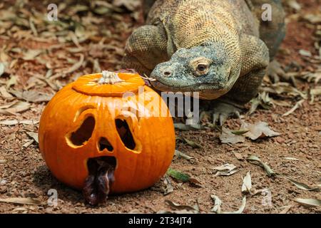 ZSL London Zoo, Regent’s Park, London, Großbritannien. Oktober 2023. Tiere im Londoner Zoo feiern Halloween früh mit Kürbis-Leckereien. Der 1,5 Meter lange Komodo-Drache Kahleesi klemmt ihre 60 gezackten, hai-ähnlichen Zähne um einen mit Fleisch gefüllten Kürbis, um den Halbzeittag „Boo at the Zoo“ zu starten – ein faszinierender Tag voller Wildtiere. Foto: Amanda Rose/Alamy Live News Stockfoto