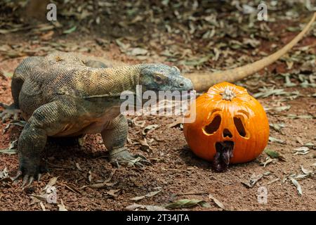 ZSL London Zoo, Regent’s Park, London, Großbritannien. Oktober 2023. Tiere im Londoner Zoo feiern Halloween früh mit Kürbis-Leckereien. Der 1,5 Meter lange Komodo-Drache Kahleesi klemmt ihre 60 gezackten, hai-ähnlichen Zähne um einen mit Fleisch gefüllten Kürbis, um den Halbzeittag „Boo at the Zoo“ zu starten – ein faszinierender Tag voller Wildtiere. Foto: Amanda Rose/Alamy Live News Stockfoto