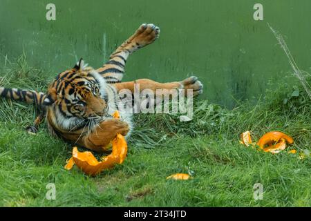 ZSL London Zoo, Regent’s Park, London, Großbritannien. Oktober 2023. Tiere im Londoner Zoo feiern Halloween früh mit Kürbis-Leckereien. Die vom Aussterben bedrohten Sumatra-Tiger Zac und Crispin spielen mit speziell geschnitzten Kürbis-Leckereien, um den Halbzeittag „Buh im Zoo“ zu starten – ein faszinierender Tag voller Wildtiere. Foto: Amanda Rose/Alamy Live News Stockfoto