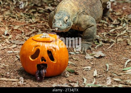 ZSL London Zoo, Regent’s Park, London, Großbritannien. Oktober 2023. Tiere im Londoner Zoo feiern Halloween früh mit Kürbis-Leckereien. Der 1,5 Meter lange Komodo-Drache Kahleesi klemmt ihre 60 gezackten, hai-ähnlichen Zähne um einen mit Fleisch gefüllten Kürbis, um den Halbzeittag „Boo at the Zoo“ zu starten – ein faszinierender Tag voller Wildtiere. Foto: Amanda Rose/Alamy Live News Stockfoto