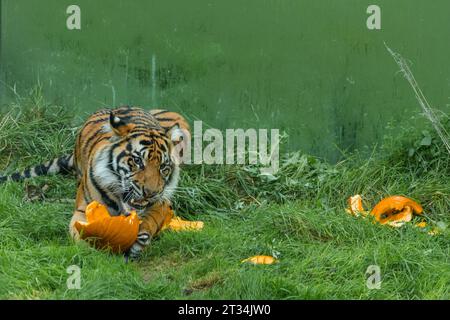 ZSL London Zoo, Regent’s Park, London, Großbritannien. Oktober 2023. Tiere im Londoner Zoo feiern Halloween früh mit Kürbis-Leckereien. Die vom Aussterben bedrohten Sumatra-Tiger Zac und Crispin spielen mit speziell geschnitzten Kürbis-Leckereien, um den Halbzeittag „Buh im Zoo“ zu starten – ein faszinierender Tag voller Wildtiere. Foto: Amanda Rose/Alamy Live News Stockfoto