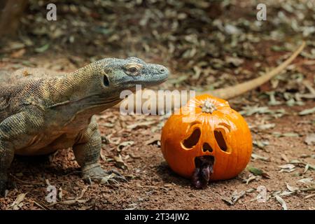 ZSL London Zoo, Regent’s Park, London, Großbritannien. Oktober 2023. Tiere im Londoner Zoo feiern Halloween früh mit Kürbis-Leckereien. Der 1,5 Meter lange Komodo-Drache Kahleesi klemmt ihre 60 gezackten, hai-ähnlichen Zähne um einen mit Fleisch gefüllten Kürbis, um den Halbzeittag „Boo at the Zoo“ zu starten – ein faszinierender Tag voller Wildtiere. Foto: Amanda Rose/Alamy Live News Stockfoto