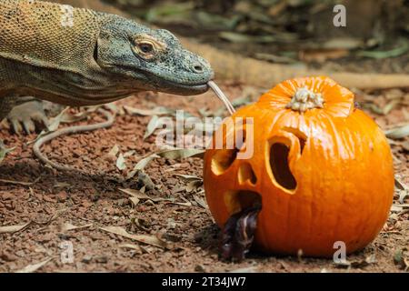ZSL London Zoo, Regent’s Park, London, Großbritannien. Oktober 2023. Tiere im Londoner Zoo feiern Halloween früh mit Kürbis-Leckereien. Der 1,5 Meter lange Komodo-Drache Kahleesi klemmt ihre 60 gezackten, hai-ähnlichen Zähne um einen mit Fleisch gefüllten Kürbis, um den Halbzeittag „Boo at the Zoo“ zu starten – ein faszinierender Tag voller Wildtiere. Foto: Amanda Rose/Alamy Live News Stockfoto