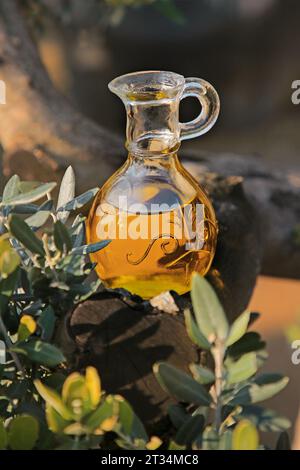 Eine Flasche Olivenöl im Olivenhain. Israelisches Olivenöl Stockfoto