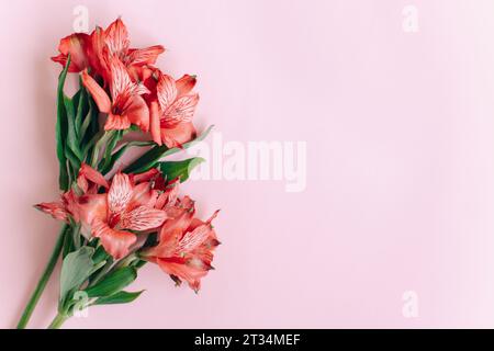 Schöne rote Alstroemeria Blumen auf rosa Hintergrund. Platz für Text. Stockfoto