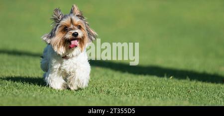 Biewer Yorkshire Terrier läuft im Gras. Lustiger Hündchen, der im Gras läuft Stockfoto