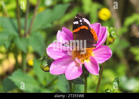 Roter Admiral-Schmetterling, der sich von Pollen aus hellviolettem und gelbem Dahlienkopf ernährt. Zentral-Schottland, Großbritannien Stockfoto