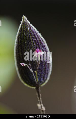 Lepanthes aculeata Miniaturorchidee südamerika Stockfoto