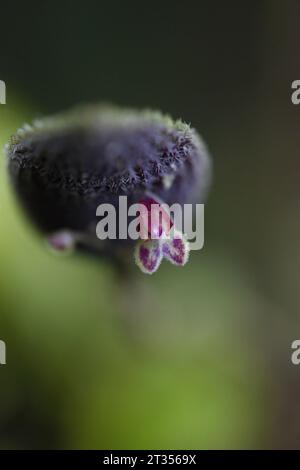 Lepanthes aculeata Miniaturorchidee südamerika Stockfoto