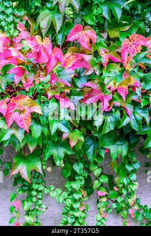 Virgin Rebe (Parthenocissus quinquefolia) / Virginia Creeper färbt sich im Herbst in Frankreich. Stockfoto