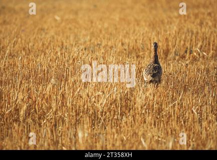 Phasianus colchicus läuft im Sommer auf Stoppeln Stockfoto