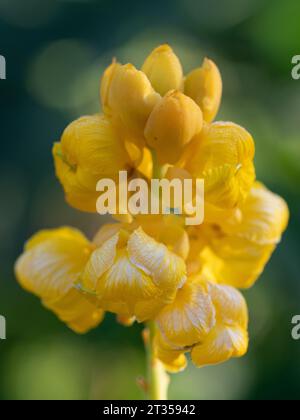 Senna alata, der Kerzenstrauch, hat leuchtend gelbe Blüten, die im Garten sehr dekorativ sind. Stockfoto