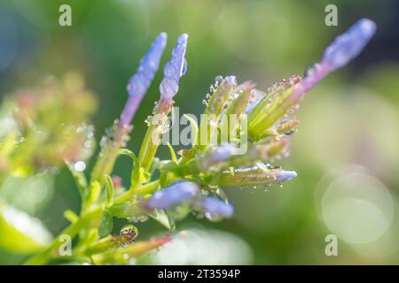 Plumbago auriculata, Cape plumbago, wächst in einem Sommergarten in Texas. Stockfoto