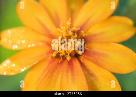 Nahaufnahme von Tau auf den Staubblättern einer Zinnienpflanze, deren Blütenblätter im Hintergrund verschwimmen. Stockfoto