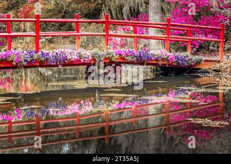 Brücke über einen Teich voller blühender Blumen in South Carolina, USA Stockfoto