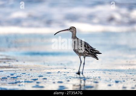 Eurasischer oder gemeiner Wimbrel (Numenius phaeopus), ein Vogel, der in Nordamerika als Weißrumpelwull bekannt ist und in der großen Familie der Scolopacidae wächst. Tor Stockfoto