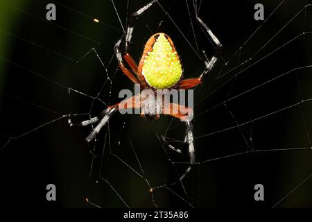 Eriophora nephiloides, der tropische Orgelweber, ist eine Art von Orgelweber aus der Spinnenfamilie Araneidae. Tortuguero, Costa Rica Tierwelt. Stockfoto