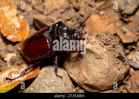 Strategus aloeus, der Ochsenkäfer, ist eine Art des Nashornkäfers, einer großen Insektenkäfer, die im Carara-Nationalpark, Tarcoles, in Costa Rica, gegründet wurde. Stockfoto