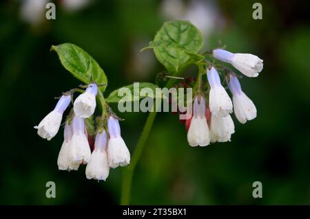 Symphytum Grandiflorum „Wisley Blue“ (Creeping Comfrey), angebaut im Himalayan Garden & Sculpture Park, North Yorkshire, England, Vereinigtes Königreich. Stockfoto