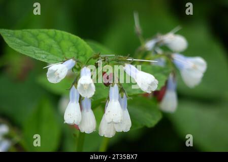 Symphytum Grandiflorum „Wisley Blue“ (Creeping Comfrey), angebaut im Himalayan Garden & Sculpture Park, North Yorkshire, England, Vereinigtes Königreich. Stockfoto